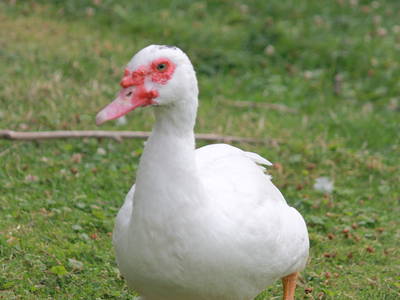 Bild 13 aus  Ferienhof Meetz