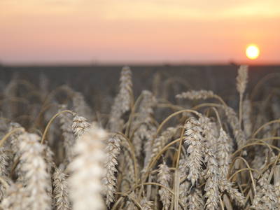 Bild 19 aus  Landhaus Ibs, direkt an der Nordsee