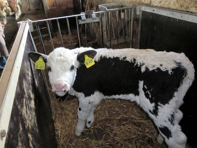 Bild 22 aus  Mayerhof