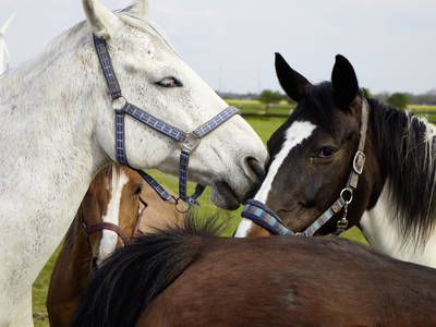Bild 25 aus  LandSelection Traberhof