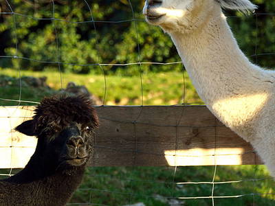 Bild 14 aus  Exenbacher Hof