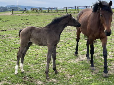 Bild 21 aus  Reitschule Fuchsenhof FN