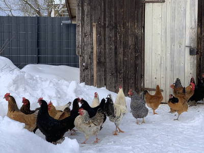 Bild 41 aus  Ferienhof Ritter im Harz