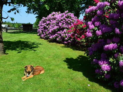 Bild 9 aus  Dennhornshof