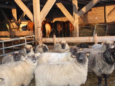 Unsere kleine Schafherde