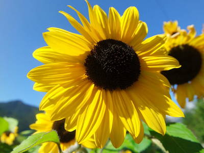 Bild 17 aus  Rieplechnhof