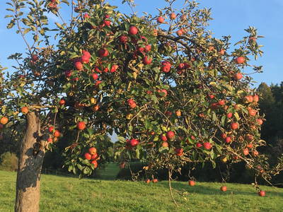 Bild 15 aus  Moarhof