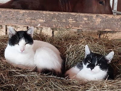 Bild 28 aus  Bichlerhof