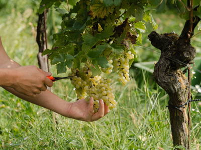 Bild 13 aus  Monschein Weingut Straden