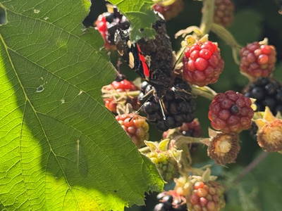 Brombeeren im Garten