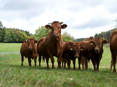 Bild 8 aus  Siefertshof