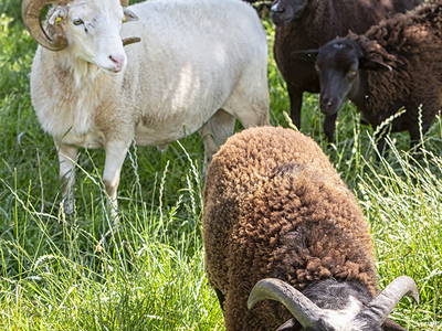 Bild 17 aus  Zaißlhäusl Hof inkl. Chiemgau-Karte ab 1.5.2026