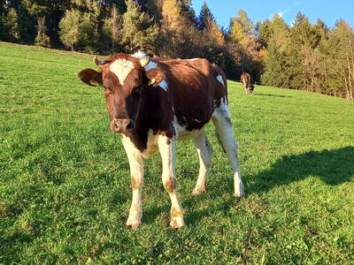 Bild 12 aus  Kreuzplon