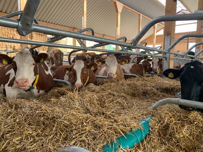 Bild 45 aus  Ferienhof Dingeldey