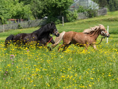 Bild 17 aus  Matheishof