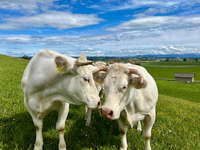 Bild 9 aus  Auf'm Hof