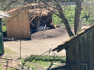 Bild 44 aus  Dachsmühle: Urlaub mit Pferd, Naturidylle, Ruhe, Auszeit