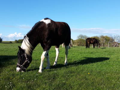 Bild 15 aus  Ferienhof  Nina Weilandt