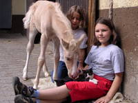 Bild 14 aus  Gasthof zum Grünen Baum