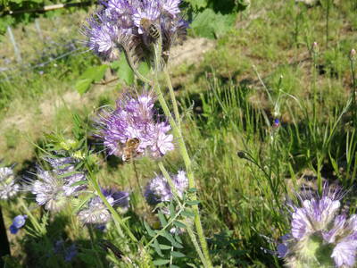 reger Besuch im Weinberg