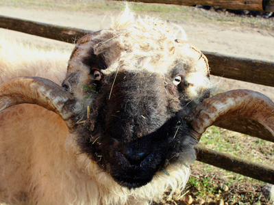 Bild 13 aus  Moserhof