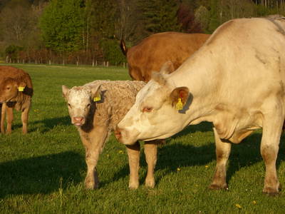 Bild 17 aus  Erharthof - Familie Lautenbacher