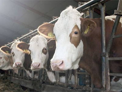 Bild 22 aus  Ferienhof Schmidt-Köss