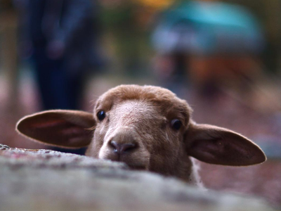 Bild 6 aus  Naturerlebnishof Vulkaneifel