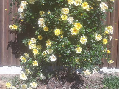 Bild 13 aus  Ferienhof Lang