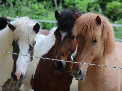 Bild 15 aus  Colle del Lupo