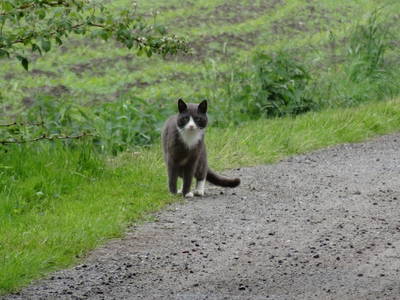 Bild 18 aus  Bauernhof Sauer