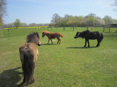 Unsere Ponys auf der Weide