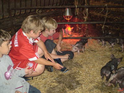 Bild 14 aus  Ommen Ferienhof