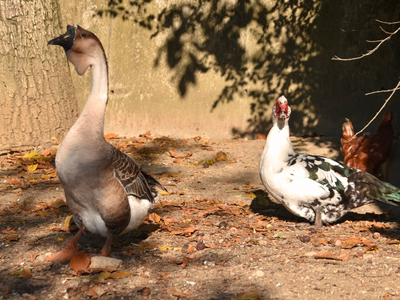 Bild 16 aus  Erlebnishof am Kordigast