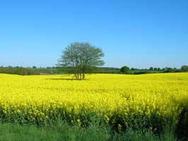 Bild 12 aus  Idyll an der Schlei