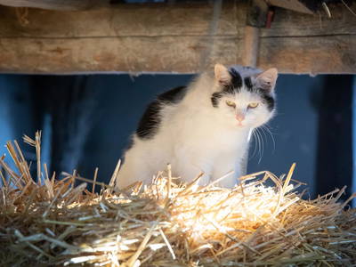 Bild 33 aus  LINDENHOF- BAUERNHOFURLAUB / OSTSEENÄHE