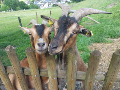 Bild 16 aus  Bauernhof Gördes