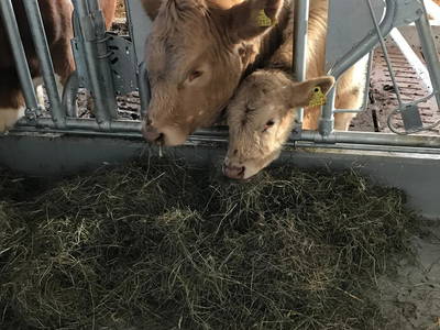 Bild 27 aus  Familienparadies Oberhasenberghof