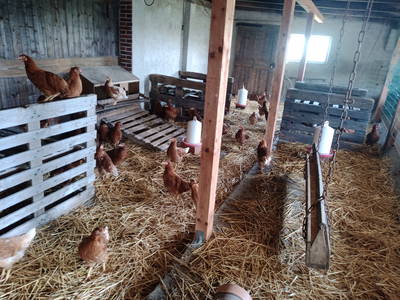 Bild 8 aus  Erholung auf dem Bauernhof