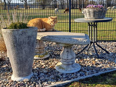 Bild 17 aus  Tiny House trifft Alpaka-Traum – Natururlaub mal anders!