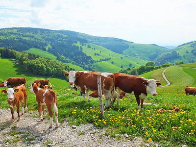 Bild 9 aus  Willkommen bei Familie Gutmann  auf dem Itzenwaldhof