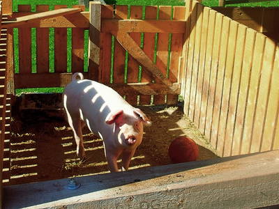 Bild 8 aus  Hochenhof