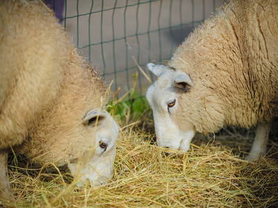 Kinder dürfen unsere Schafe mit der Flasche füttern