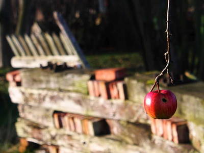 Gartenstillleben im Spätsommer