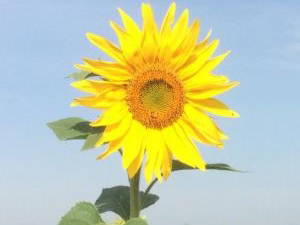 Sommer in Schwegenheim