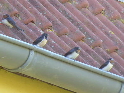 Bild 60 aus  Ferienhaus Gut Rattelvitz-INSEL RÜGEN
