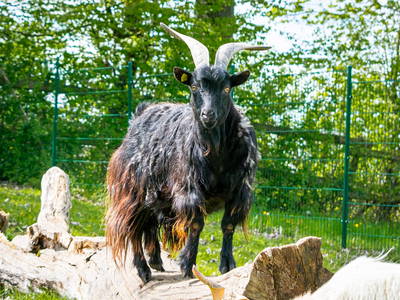 Bild 19 aus  Mitteltalhof "Lebensraum mit Vision"