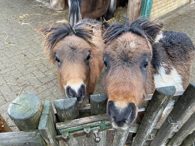 Bild 26 aus  Ferien-Landhaus-Isolde