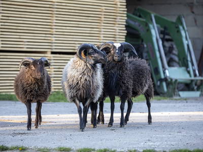 Bild 22 aus  Zaißlhäusl Hof inkl. Chiemgau-Karte ab 1.5.2026