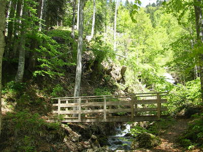 Waldweg hinter dem Haus